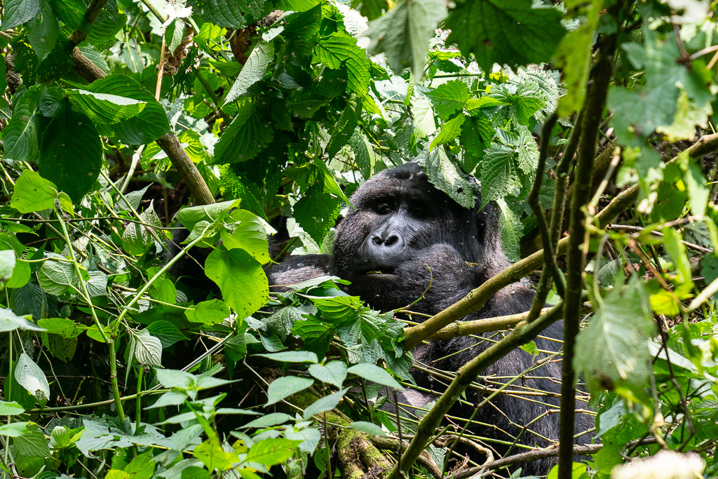 Gone Gorilla Trekking: Exploring Uganda’s wildlife with G Adventures