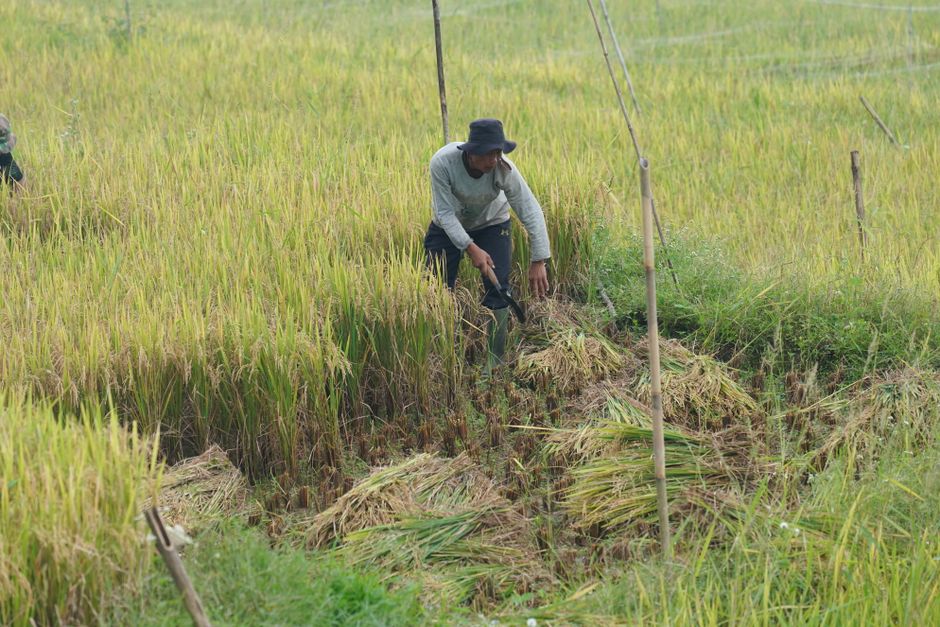 A farmer works diligently in a vibrant rice field during harvest season.