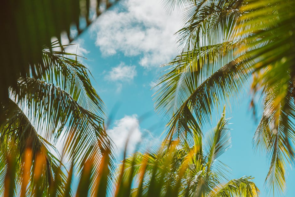 Lush palm trees with a vibrant blue sky and scattered clouds create a tropical vibe.
