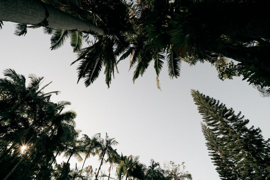 Looking up at tall palm trees with a sun flare against a clear sky.