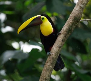 Costa Rica Travel Guide 2026 Pura Vida Lifestyle: Costa Rica Travel Guide 2026: The Real Pura Vida Nobody Mentions
