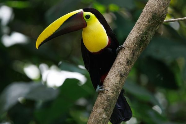 Costa Rica Travel Guide 2026 Pura Vida Lifestyle: Costa Rica Travel Guide 2026: The Real Pura Vida Nobody Mentions