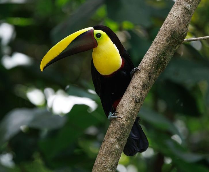 Costa Rica Travel Guide 2026 Pura Vida Lifestyle: Costa Rica Travel Guide 2026: The Real Pura Vida Nobody Mentions