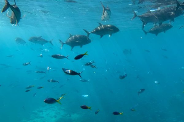Cairns in June: My Great Barrier Reef Verdict
