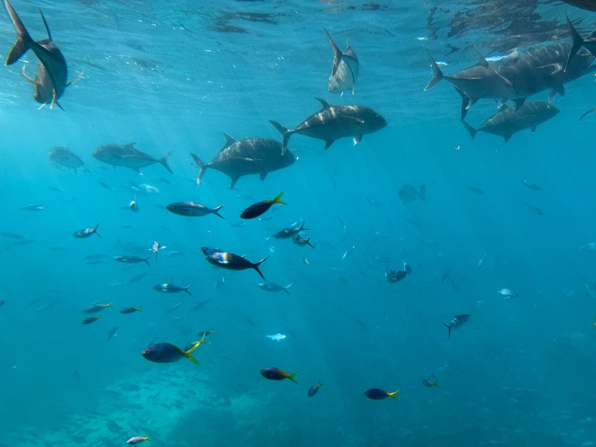 Cairns in June: My Great Barrier Reef Verdict