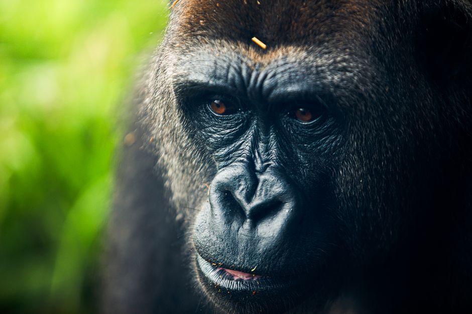 Stunning close-up image of a Western Lowland Gorilla showcasing its expressive face amidst lush greenery.