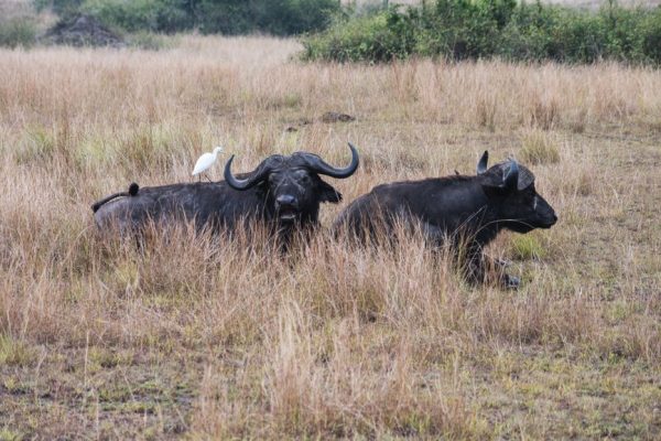 June Masai Mara Safari: Time the Migration Well