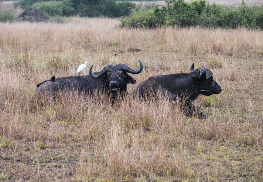 June Masai Mara Safari: Time the Migration Well