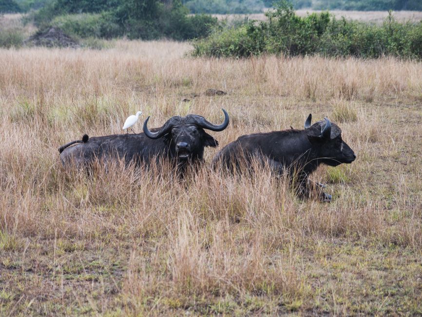 June Masai Mara Safari: Time the Migration Well