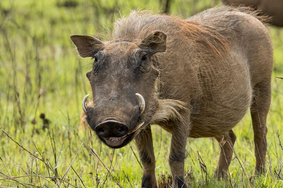 A detailed portrait of a common warthog in its natural habitat, showcasing its unique features.
