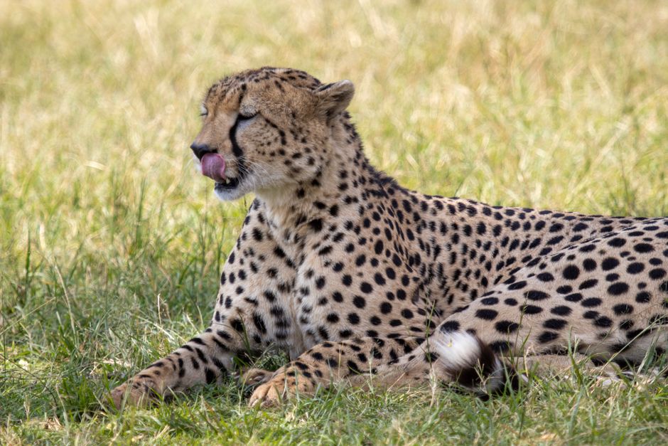 Close-up of a cheetah resting in the grasslands of Narok, Kenya, showcasing its spotted coat and relaxed demeanor.