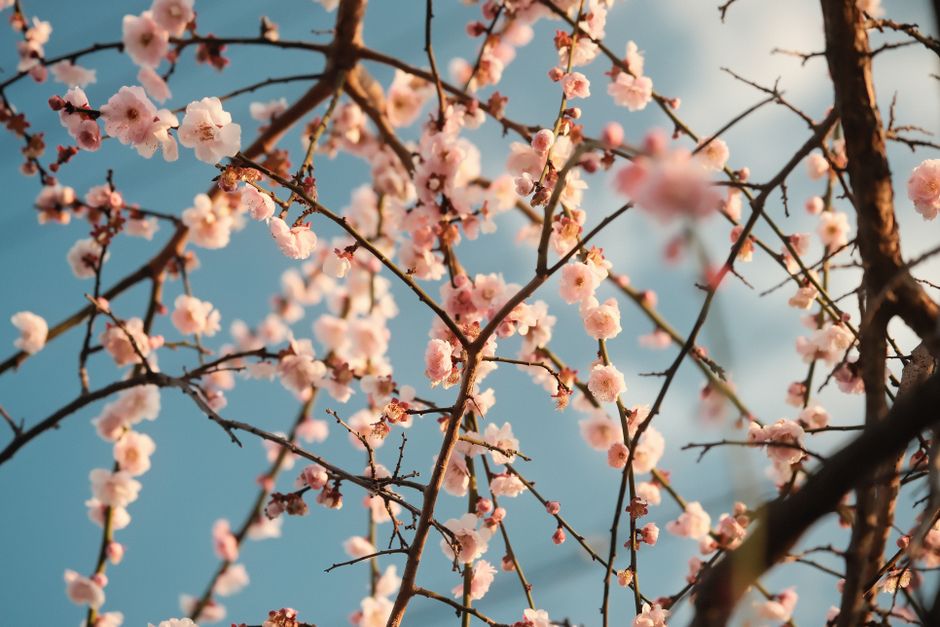 Kyoto Cherry Blossom Season: Early Spots and Best Timing