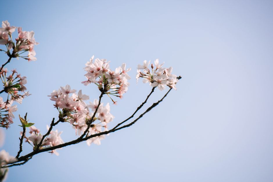 Delicate cherry blossoms on branches with a clear blue sky backdrop.