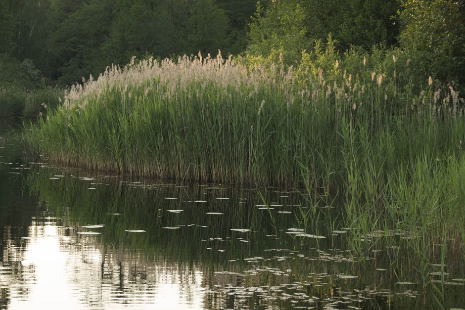 Serene landscape of a lake surrounded by tall rushes and lush greenery.