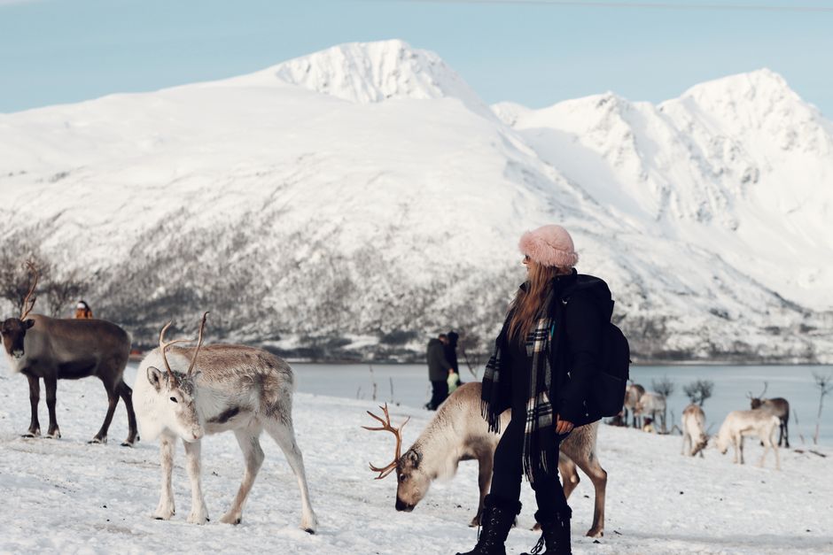 Explore the beauty of Tromsø, Norway with reindeer grazing in a snowy landscape.