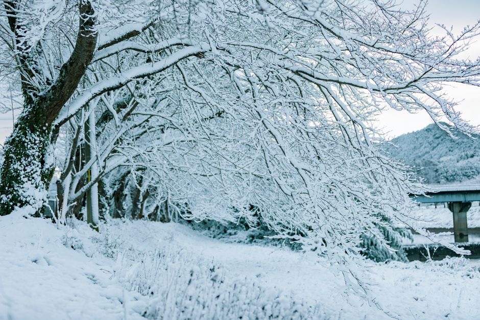 A peaceful scene of snow-covered trees during winter, showcasing nature's serene beauty.