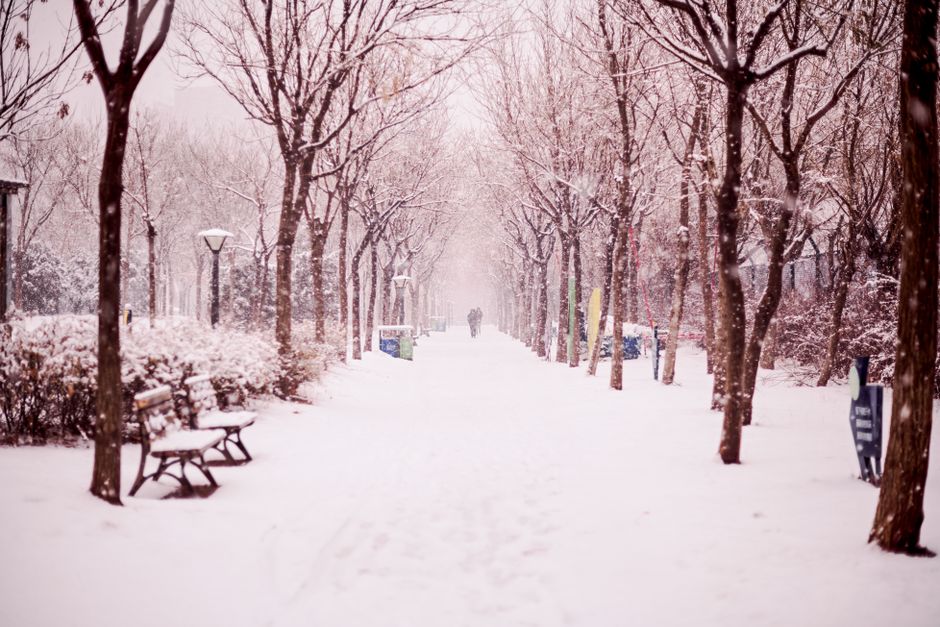 A peaceful winter scene of a snowy walkway lined with benches and trees.