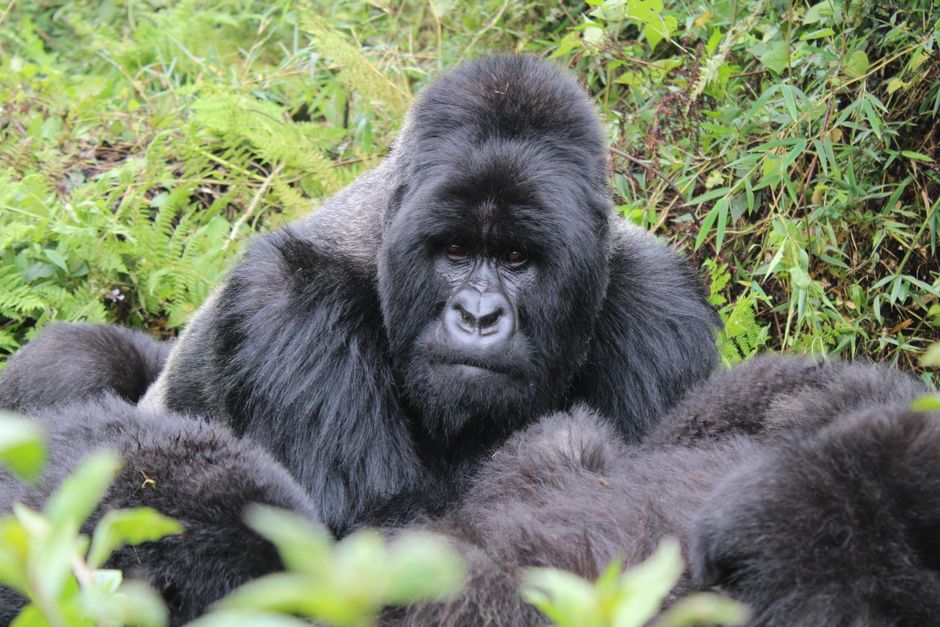 Silverback mountain gorilla resting in dense foliage near Kinigi