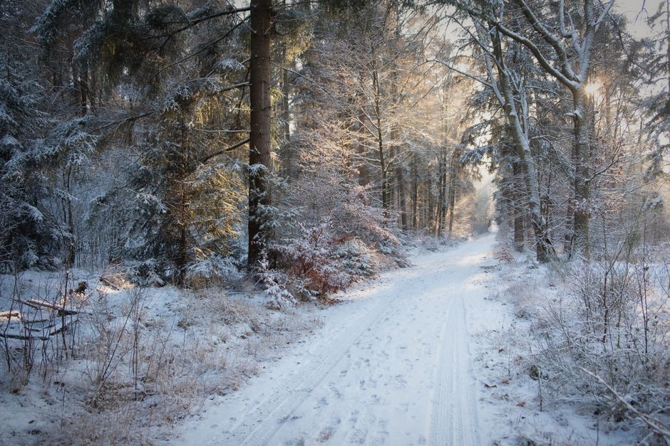 A tranquil forest path covered in snow, surrounded by towering trees on a winter day.