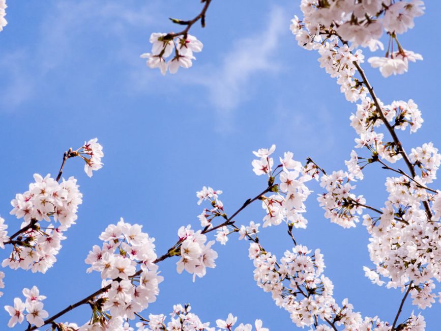 Beautiful cherry blossom branches in full bloom against a clear blue sky, symbolizing spring's arrival.