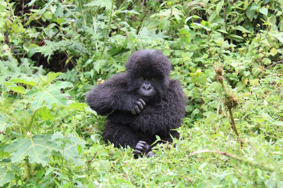 Gorilla Trekking in Rwanda: Plan the Right Trek
